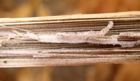 Charcoal rot symtoms in pith of corn stalk