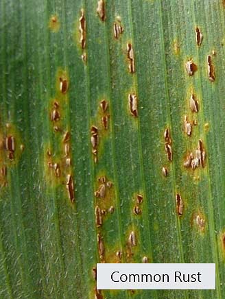 Closeup photo - common rust on corn leaf.