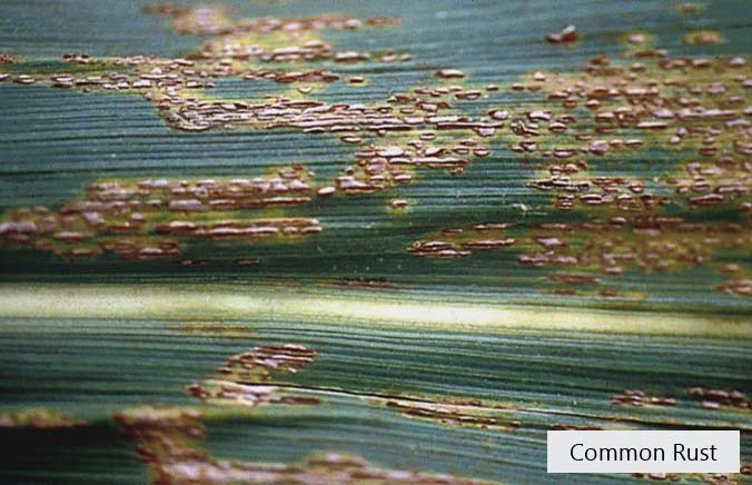 Closeup photo - common rust on darker green corn leaf.