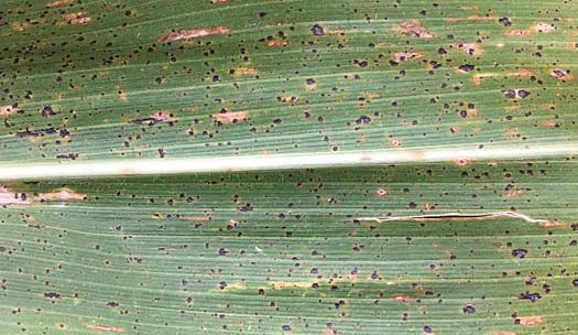 Photo - Corn leaf with tar spot symptoms.