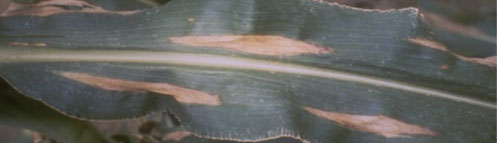 Photo - Northern corn leaf blight lesions on corn leaf.