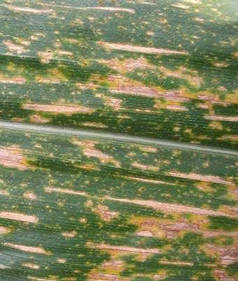 Photo - Southern corn leaf blight lesions.