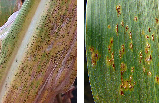 Side-by-side photos - Southern rust in the teliospore stage late in the season and corn leaf showing common rust spores.