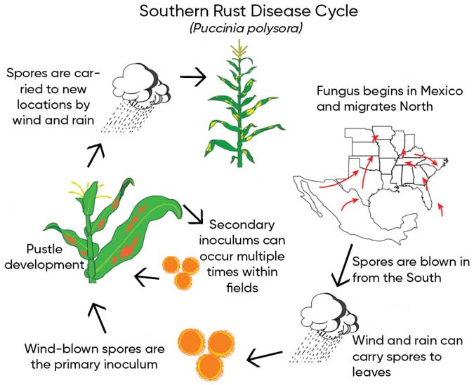 Illustration - Life cycle of southern rust in corn.