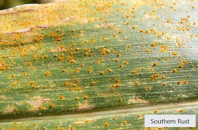 Southern rust spores on corn leaf.