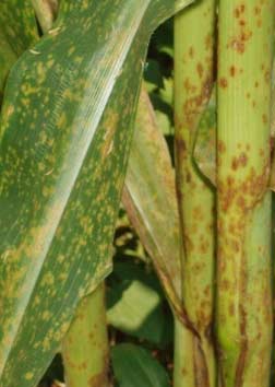 Photo - Southern rust symptoms visible in the upper canopy of corn in Johnston, Iowa.