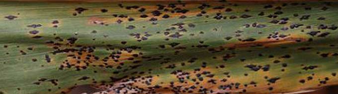 Photo - Tar spot of corn leaf.