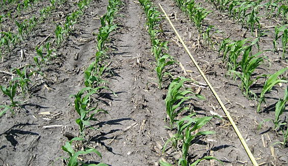 Frost or hail can damage a wide area - corn plant density and health should be assessed across the entire field