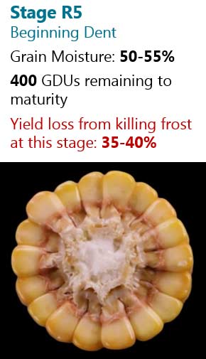 This is a table showing the number of days following silking to reach corn reproductive growth stages and approximate grain moisture.