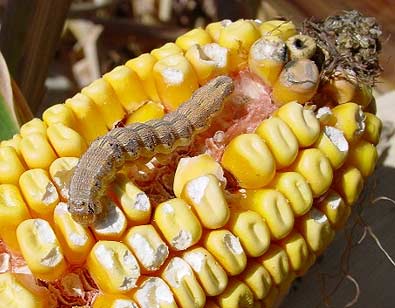 Photo - Corn earworm feeding in a straight line down the ear.
