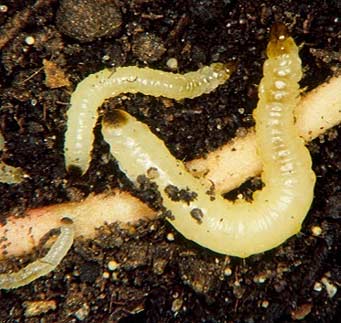 Closeup Photo - CRW larvae feeding on corn root.