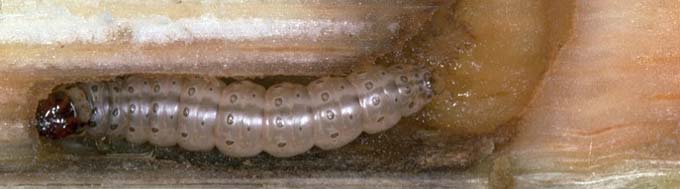 Photo - European corn borer larvae tunneled into corn stalk.