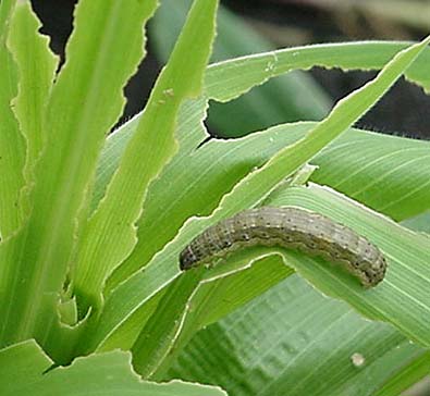 Photo -  Fall armyworm feeding on vegetative tissue.