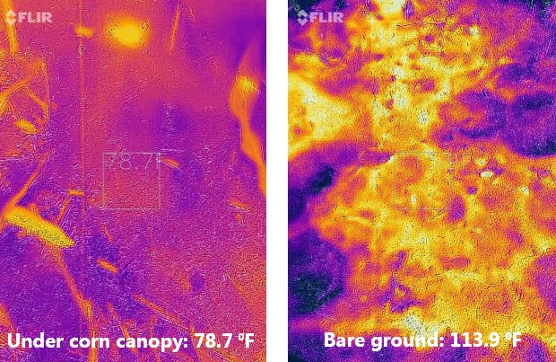 This is a photo showing thermal imagery showing the effect of ground cover on soil surface temperature.