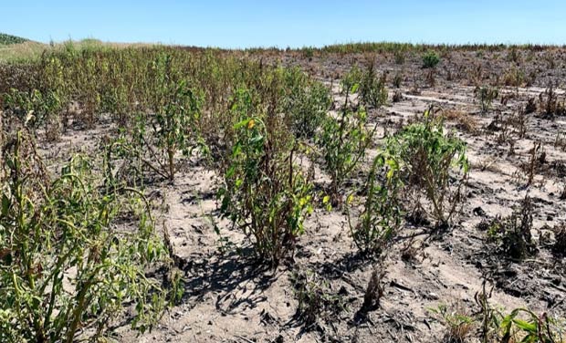 This is a photo showing a prevented plant field in 2019.