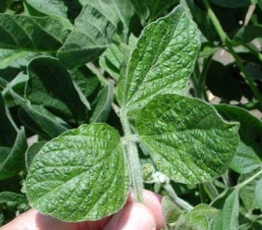 Photo - Soybean leaf showing symptoms of bean mottle virus.