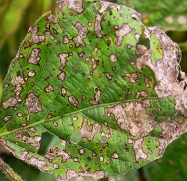 Photo - Frogeye leaf spot on soybean plant.