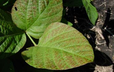 Photo - Bronzing on leaves due to Cercospora.  (frogeye leaf spot)