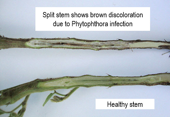 Split stem shows brown discoloration due to Phytophthora infection - underneath is a healthy soybean stem