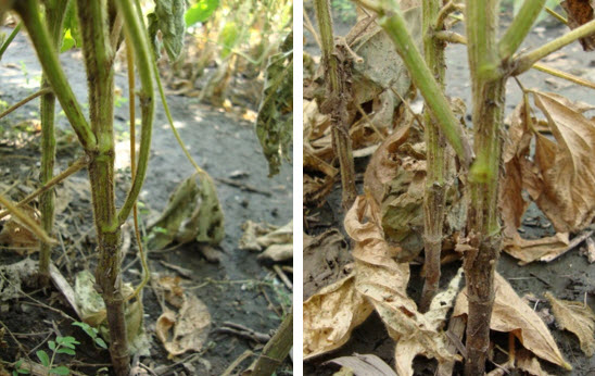 Note dark-brown lesion extending upward from soil line.