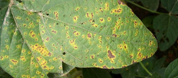Photo - Septoria brown spot on soybean leaf.