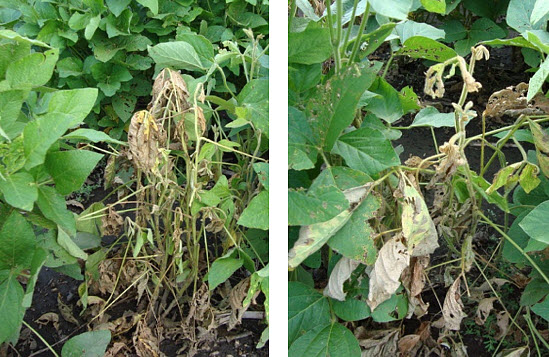 Wilted soybean plants surrounded by healthy plants is often a symptom of Phytophthora root rot - prr