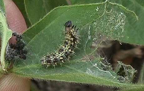 Photo - Thistle caterpillar inside of unrolled soybean leaf.