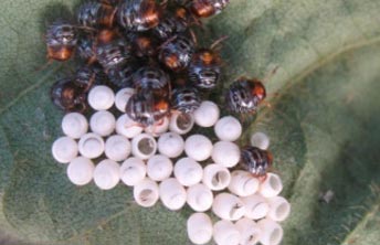 Photo of green stink bug eggs.