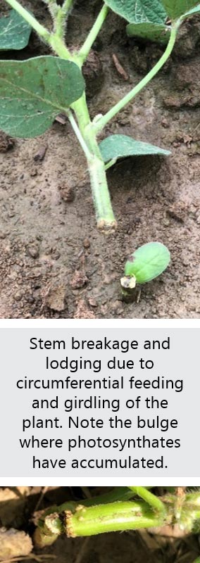 Photo - Soybean stem breaking due to feeding from three-cornered alfalfa hoppers.