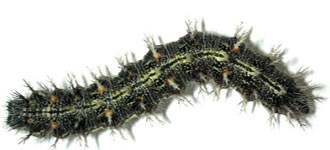 Photo - Darker colored thistle caterpillar.