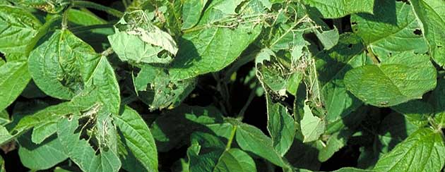 Photo - Thistle caterpillars feeding on upper soybean canopy.