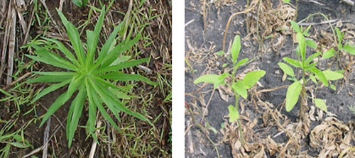 Horseweed and waterhemp possess characteristics that make them extremely good at developing and spreading herbicide resistance