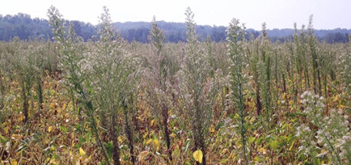 Weed resistance to continuous use of the same herbicide occurs on a logarithmic rate of seed increase