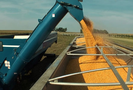 Photo - Blue auger pouring corn during harvest.