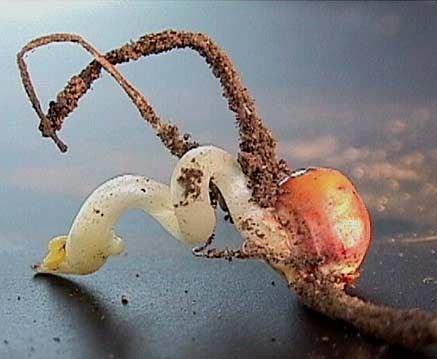 Photo - Corn seedling showing corkscrew mesocotyl growth as damage from cold injury.