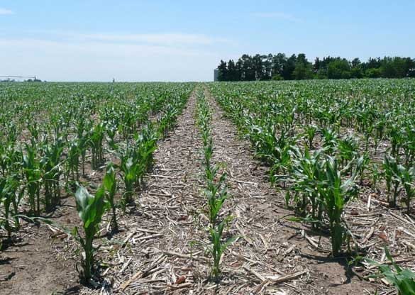 Photo - Row cleaner failure - reduced stand and vigor compared to cleaned strip in corn-on-corn field.