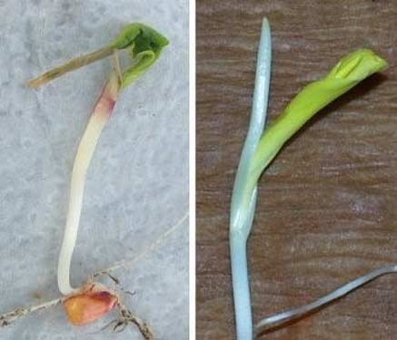 Photos - side by side -  Corn seedlings with fused coleoptile and bursting on the side due to cold injury.