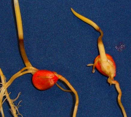 Photo - Corn seedlings showing tissue turned necrotic due to injury from flooding.