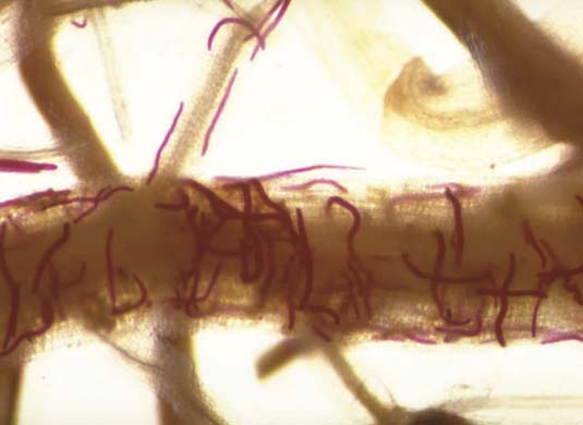Photo of lance nematodes feeding on a root.