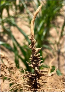 Photo - Corn root system showing severe feeding damage from lance nematodes.