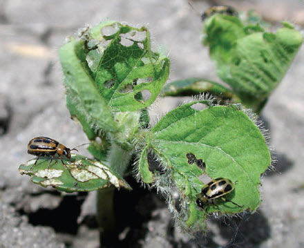 Bean leaf beetles and feeding injury to young soybeans