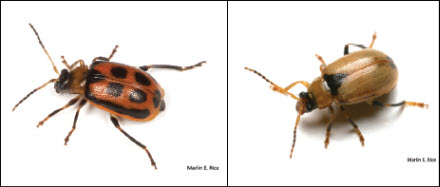 Bean leaf beetle adults - black triangle at the base of the wing covers