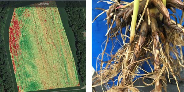 Photo - DroneDeploy crop health imagery on July confirmed an area of poor crop health in the field.