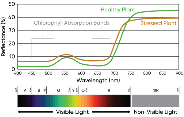 Graph - Generalized electromagnetic radiation reflectance profiles of healthy and stressed plants.