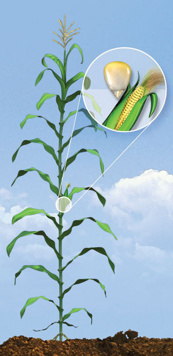 R4 corn development stage.