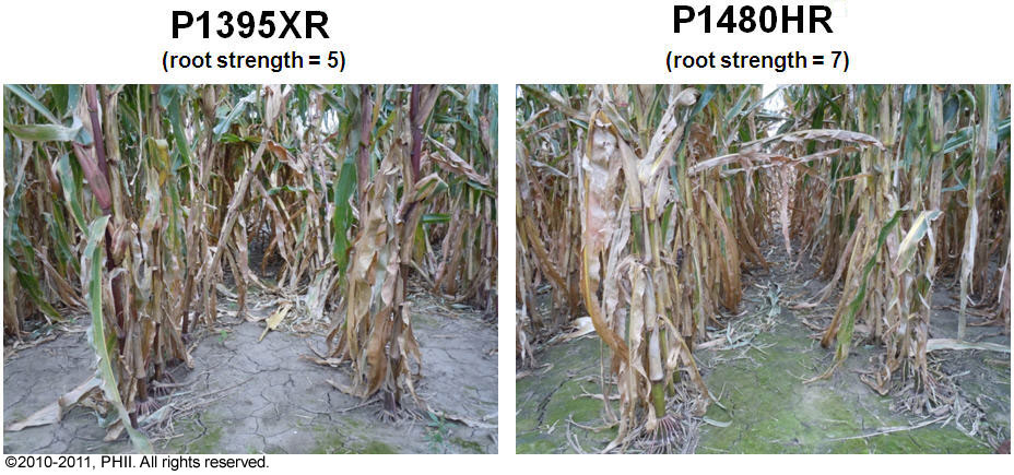 P1395XR and P1480HR corn plants - root lodging damage