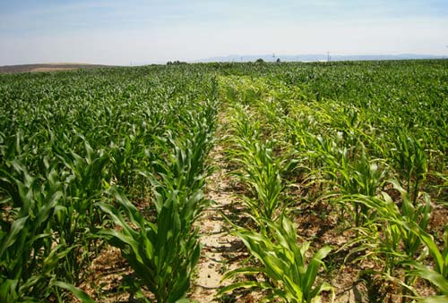Corn plants exhibiting yellow striped leaves from micronutrient deficiency next to corn plants with no symptoms