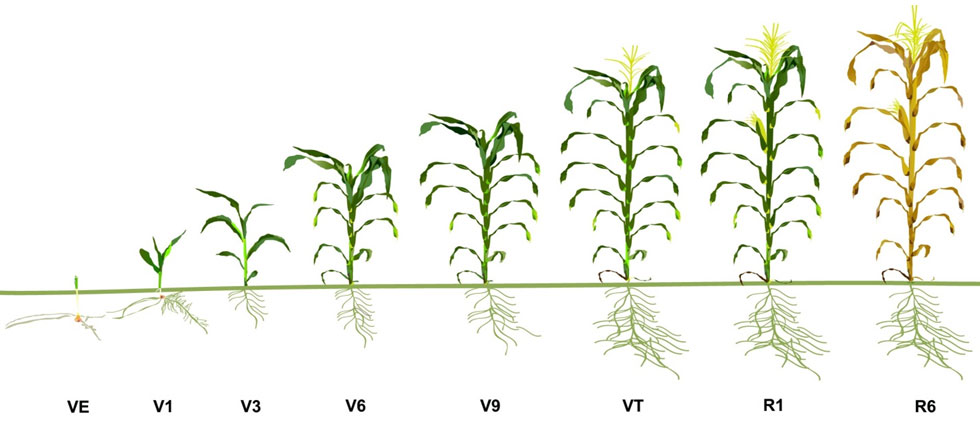 Growth stages of a corn plant VE - R6.