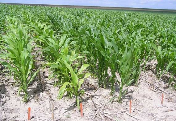 Photo - Visual differences in early season chlorosis among Pioneer brand corn products in high pH soil.