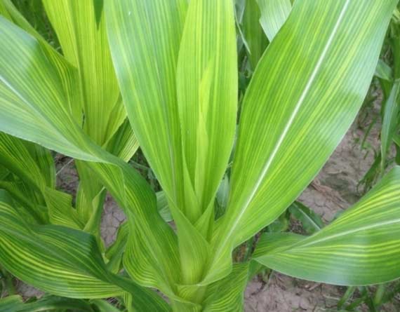 Photo - Severe iron chlorosis in a corn hybrid in low organic matter soil.